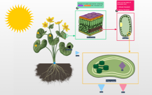 Study and teach biology using SpaceDraft